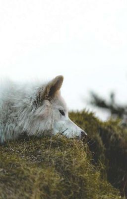 Wolf OC'S