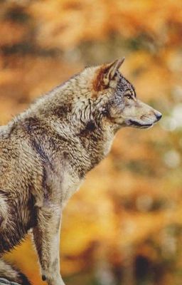 Wolf Roleplay