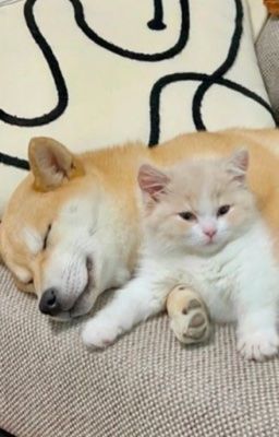 [woolong]  tình, tình?