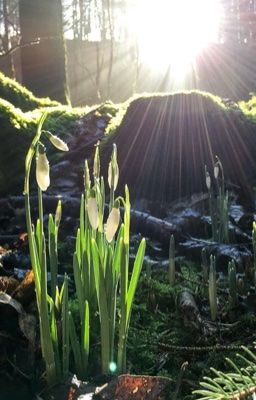 woosangz | dấu lặng