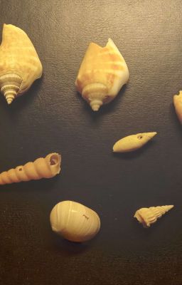 Xứ Nimsh