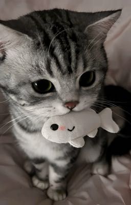 |Xuzhao| Đơn giản