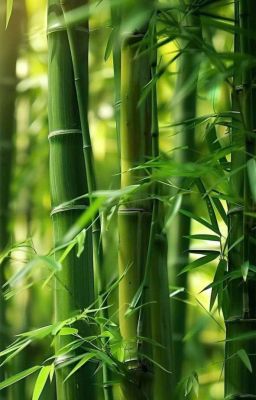 [Yongxiang] Rêu