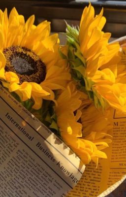 [ZePer x HLE25] Gửi Cậu Một Đóa Hướng