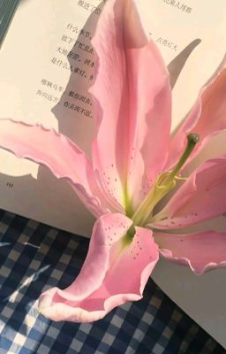 zeuran ྀིྀི | ngắm.