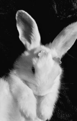 zeuvi || răng thỏ