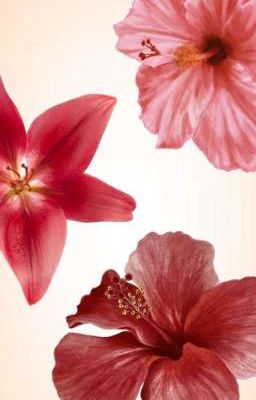 zmjjkk x you; Keo 520.