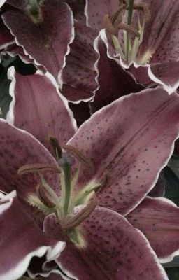 ᝰ.ᐟ faker x doran ᡣ𐭩 lust, not love 