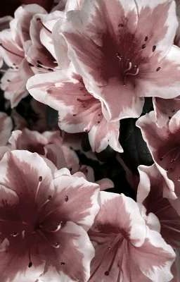 ᝰ.ᐟ peanut x lehends ᡣ𐭩 tình dược họ han mua có đáng giá không?