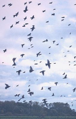 ミ 有終の美 ☆ミ