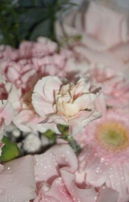 [猫花/chonut] | Tại sao thư ký Han lại làm thế?