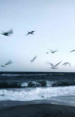 ⋆. 𐙚˚࿔ (FreeValt): Xanh lam 𝜗𝜚˚⋆