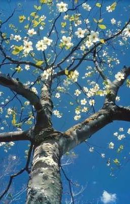 ⋆.𐙚 zeuran - room no.9