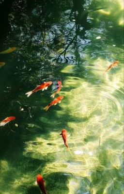 𝐇𝐚̣ 𝐂𝐨̀𝐧 𝐕𝐮̛𝐨̛𝐧𝐠 𝐕𝐚̂́𝐧