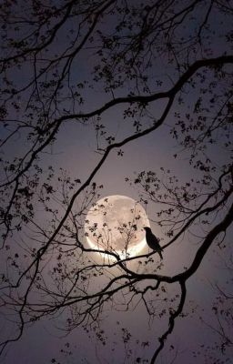 𝐥𝐞𝐨𝐰𝐨𝐧 || dưới bóng rồng, ngoài ánh nguyệt