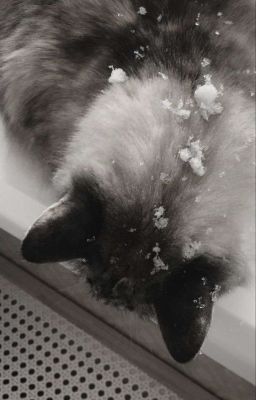 𝓖𝓾𝓸𝓷; Mèo hoang