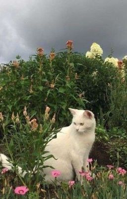 𝕤𝕚𝕝𝕧𝕖𝕣