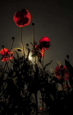 𝙡𝙖𝙨𝙩𝙨𝙪𝙢𝙢𝙚𝙧𝙬𝙝𝙞𝙨𝙥𝙚𝙧